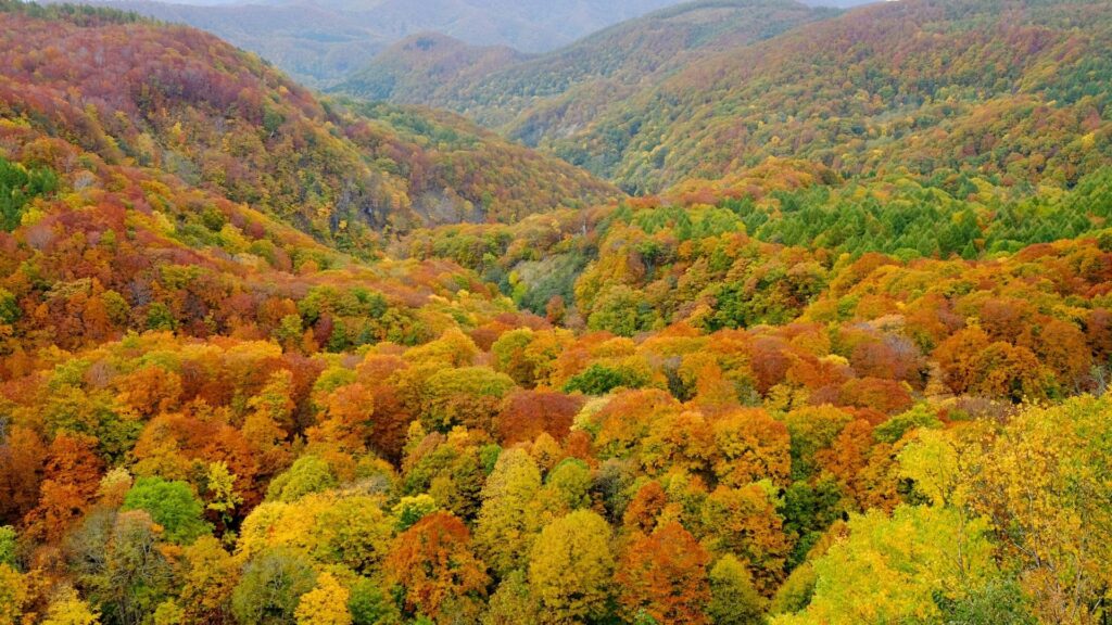 Autumn Leaves in Japan Shirakami Mountains