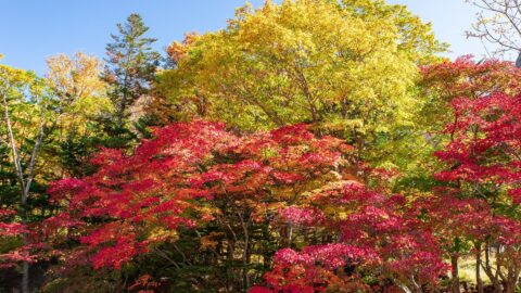 Autumn In Japan: 60+ Spots To Enjoy Autumn Leaves (Koyo) From September ...