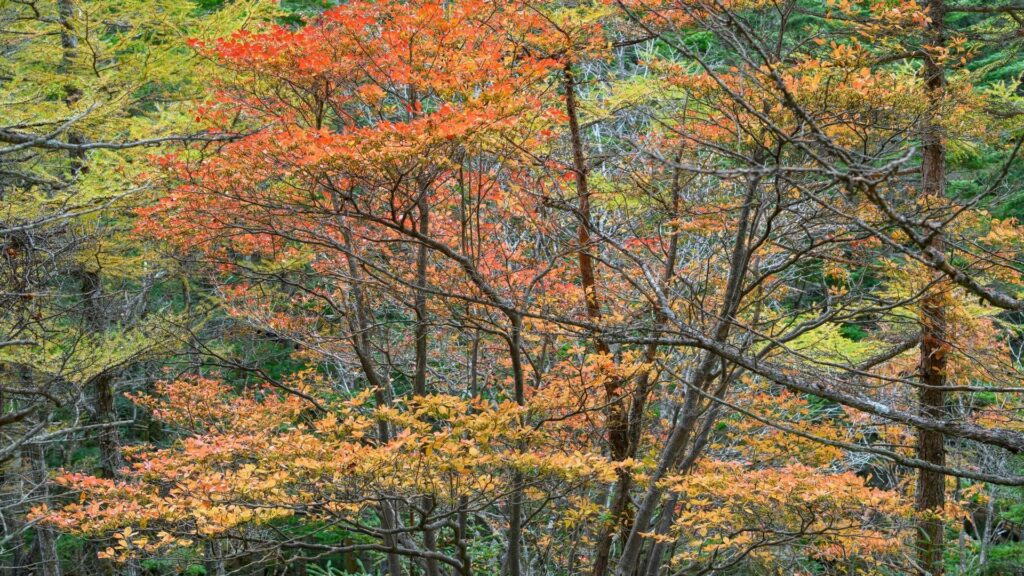 Autumn Leaves in Japan Yatsugatake
