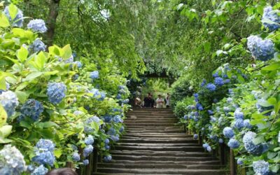 June in Japan:  Insider Tips for an Exciting Rainy Season!