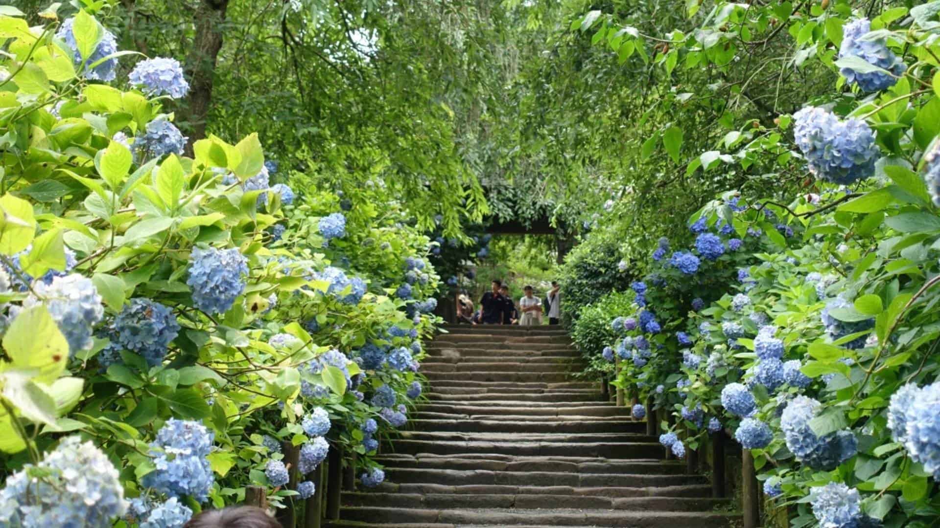 Best Sights to enjoy in Japan in June Kanto Area 