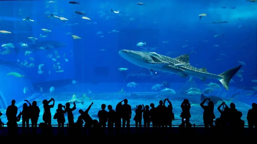 Best Sights to enjoy in Japan in June Okinawa Churaumi Aquarium (Okinawa Prefecture)