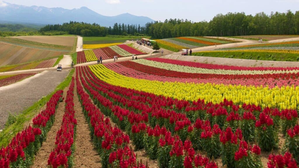 Top Places to Visit in Japan in June: Shikisai No-Oka (Hokkaido) 