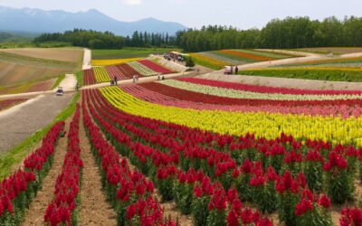 Travel in Hokkaido: Ultimate Guide to Amazing Experiences, Delicious Cuisine, and Best Stays