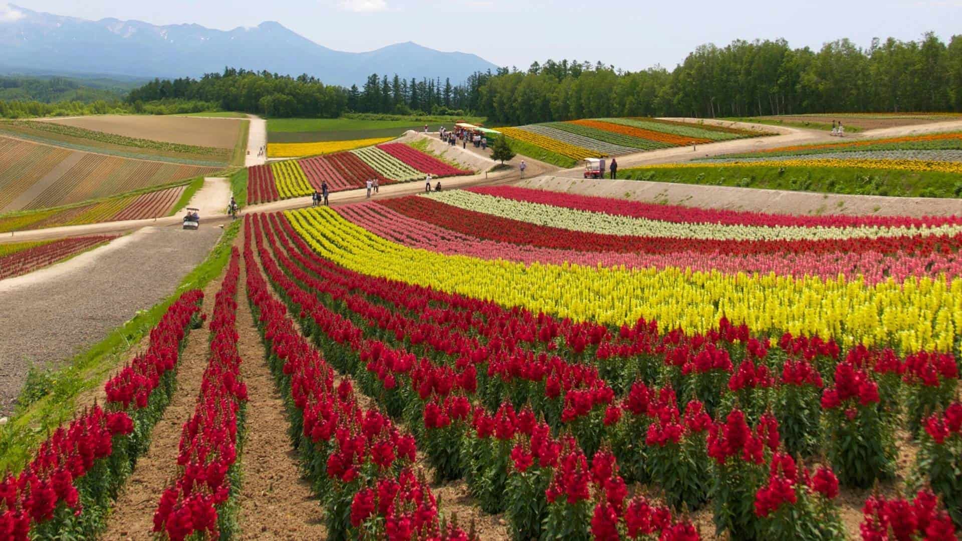 Best Sights to enjoy in Japan in June Shikisai No-Oka (Hokkaido) 