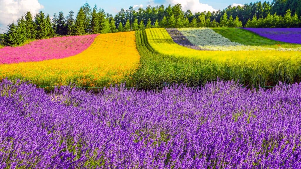 Where to go on holidays in summer in Japan Featured Image Where to go on holidays in summer in Japan Featured Image