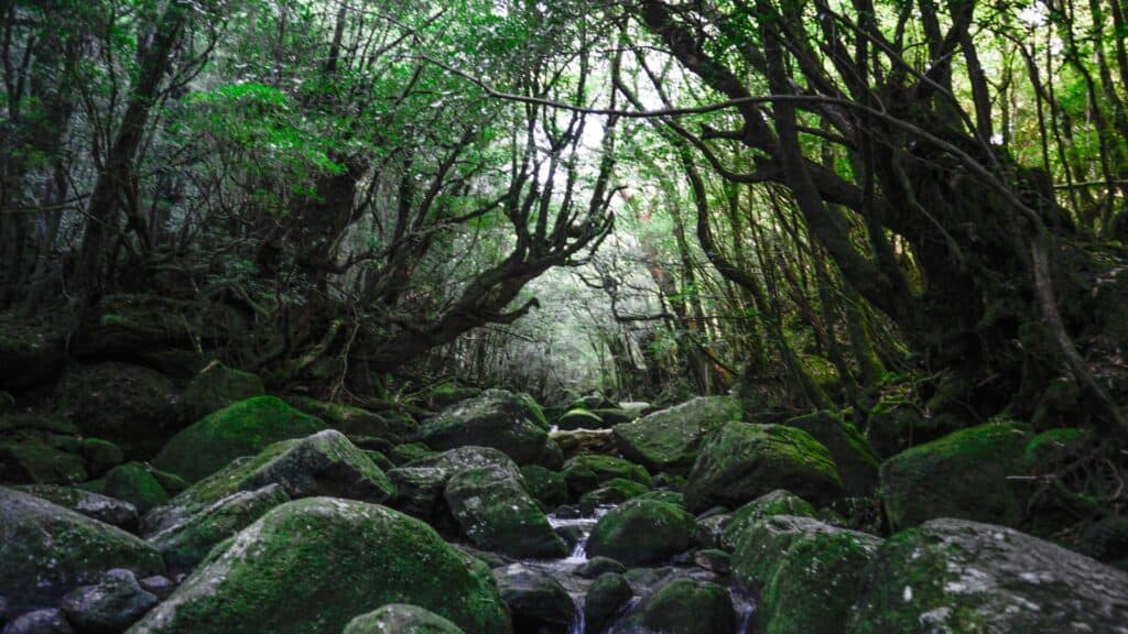 Where to go on holidays in summer in Japan Yakushima