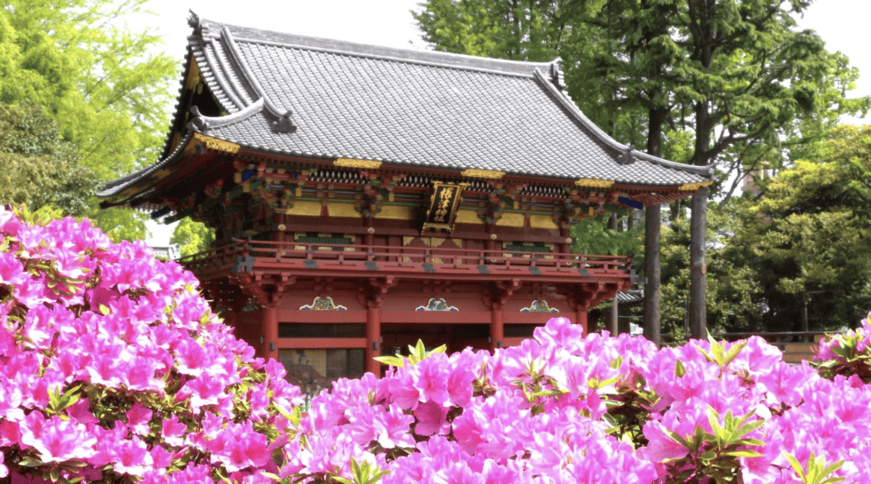 Azalea In Japanese Essential Guide To Azaleas In Japan (with 5 Enchanting Locations To See ...