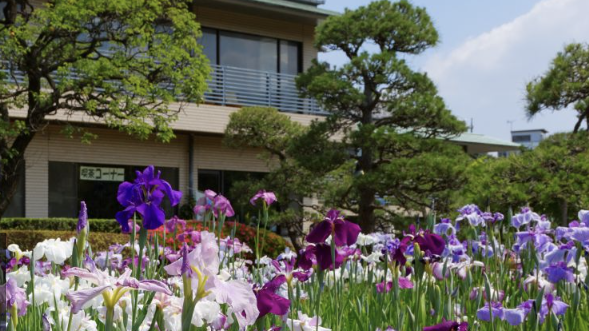 Irises in Japan: Horikiri Iris Garden