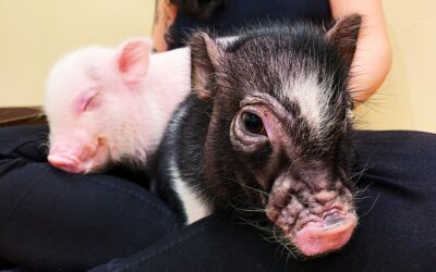 Discover Adorable Micro Pigs at Mipig Cafe in Harajuku – A Unique Spot in Tokyo!