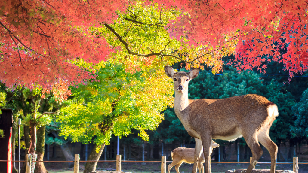 Kansai Area Pass and Kansai Railway Pass: Your Complete Guide to Maximize Your Kansai Adventure