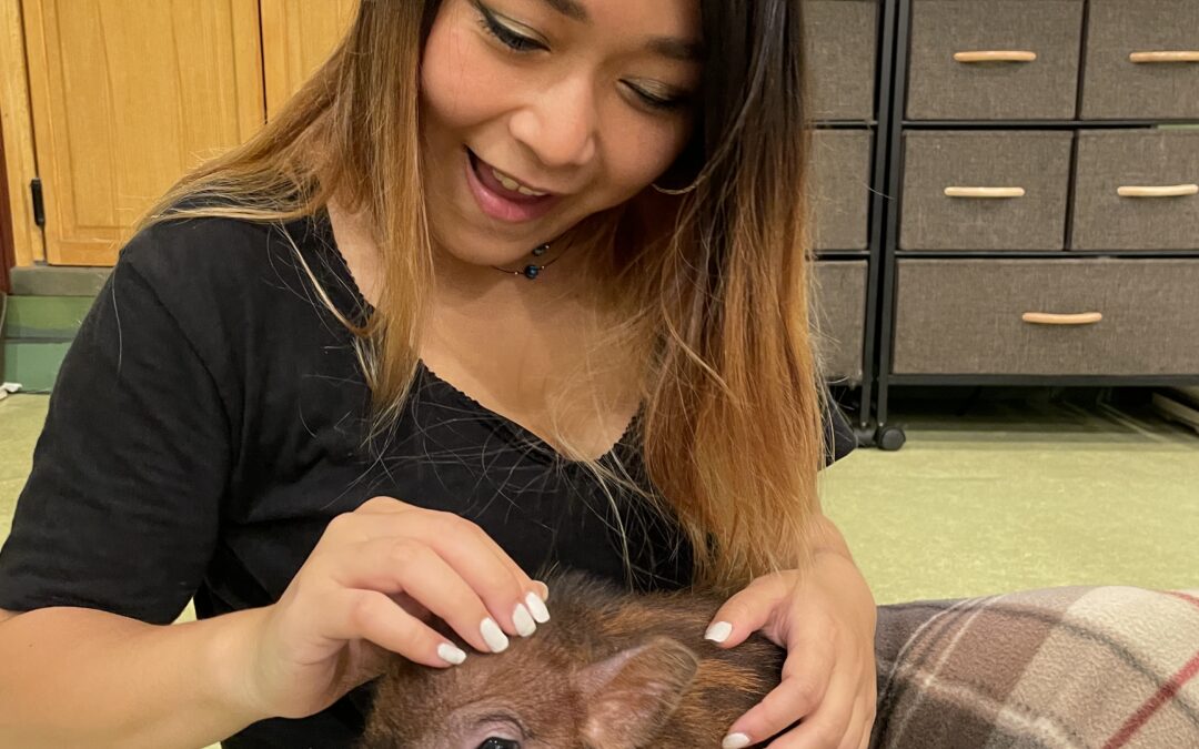 Discover Adorable Micro Pigs at Mipig Cafe in Harajuku – A Unique Spot in Tokyo!