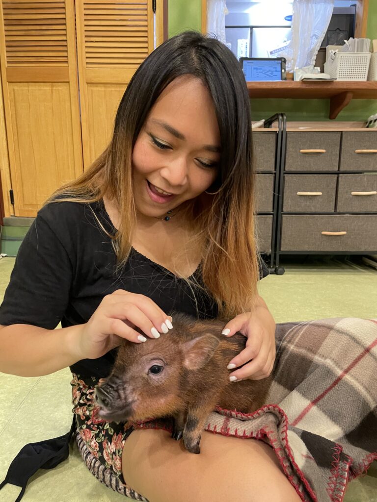 Micro Pigs at Mipig Cafe in Harajuku