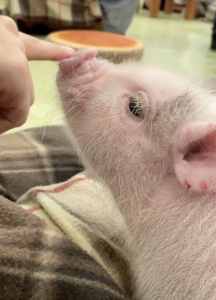 Micro Pigs at Mipig Cafe in Harajuku