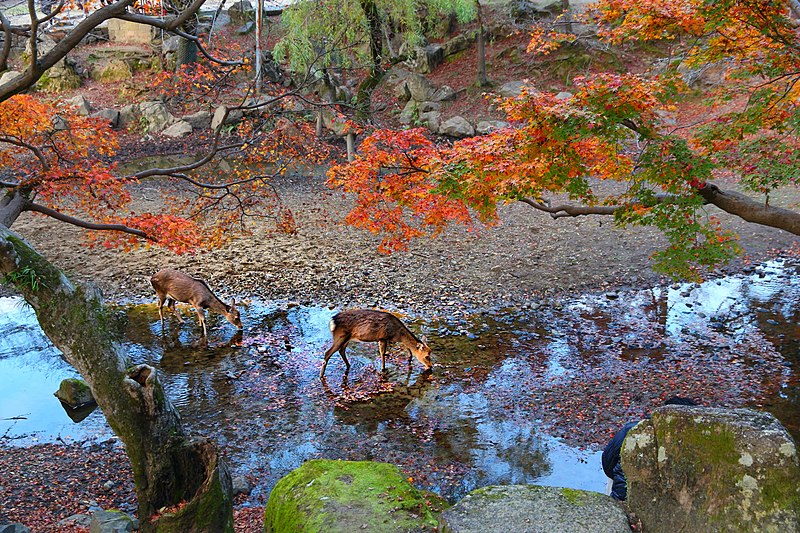 Epic 14-Day Japan Autumn Itinerary: Day 8 Nara