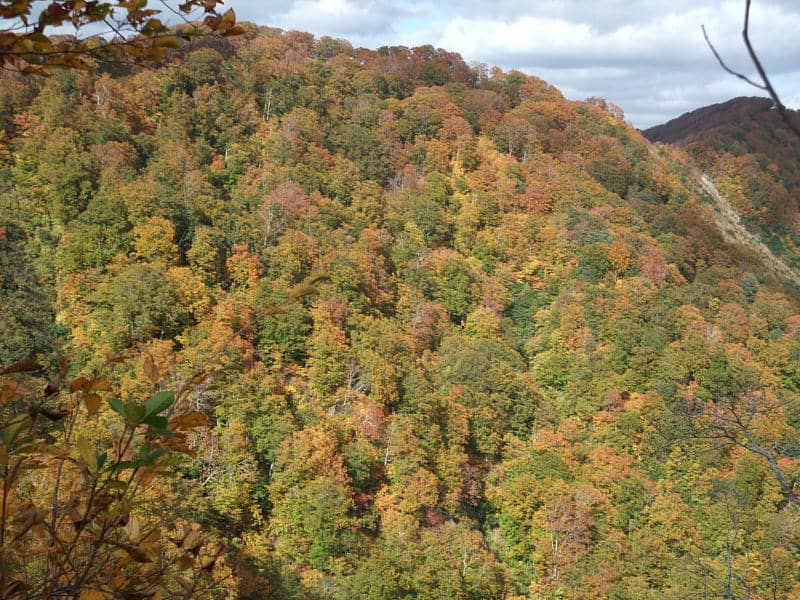 6 Stunning Yet Lesser-Known Fall Foliage Spots in Tohoku: Shirakami Mountains