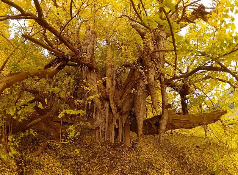 6 Stunning Yet Lesser-Known Fall Foliage Spots in Tohoku: Big Yellow