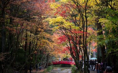 7 Lesser-Known Fall Foliage Spots in Tokai: A Serene Autumn Adventure