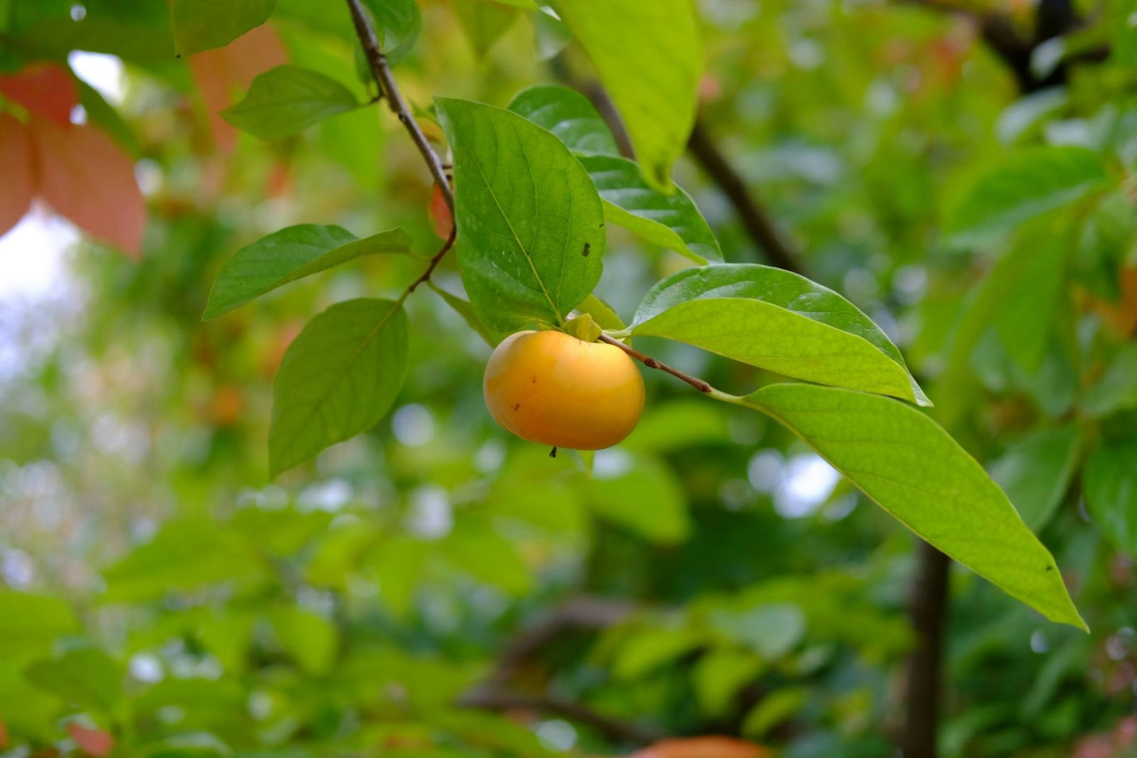 October in Japan: Tips and Insights for a Memorable Autumn Experience