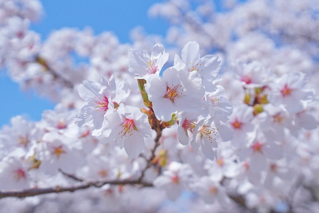 types of Sakura: somei yoshino