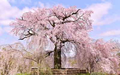 Types of Sakura: Your Ultimate Guide to 5 of Japan’s Prettiest Cherry Blossoms