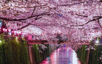 The 10 Best Yozakura Spots in Tokyo