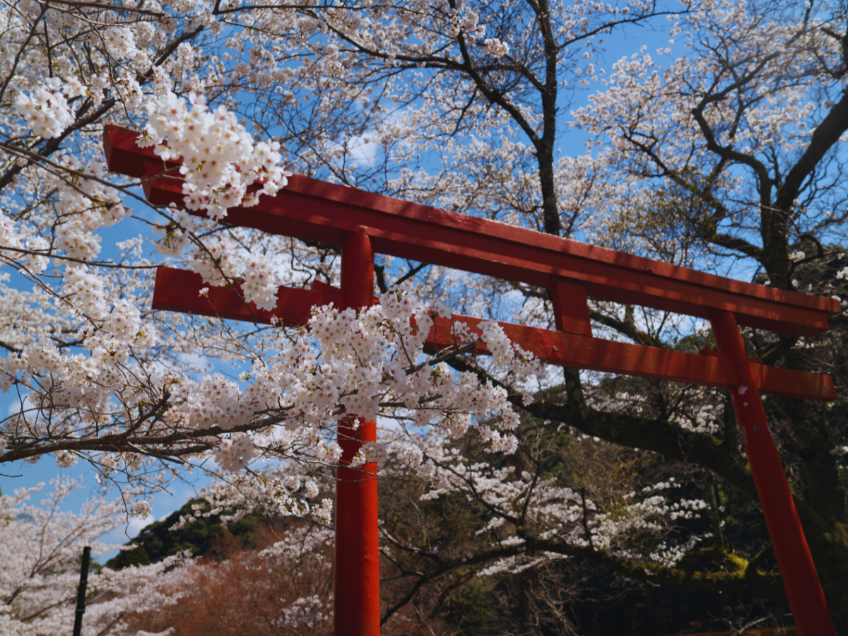 (Photo by Flip Japan) Yamaguchi Nagato Toyokawa-inari Shrine (長門豊川稲荷)