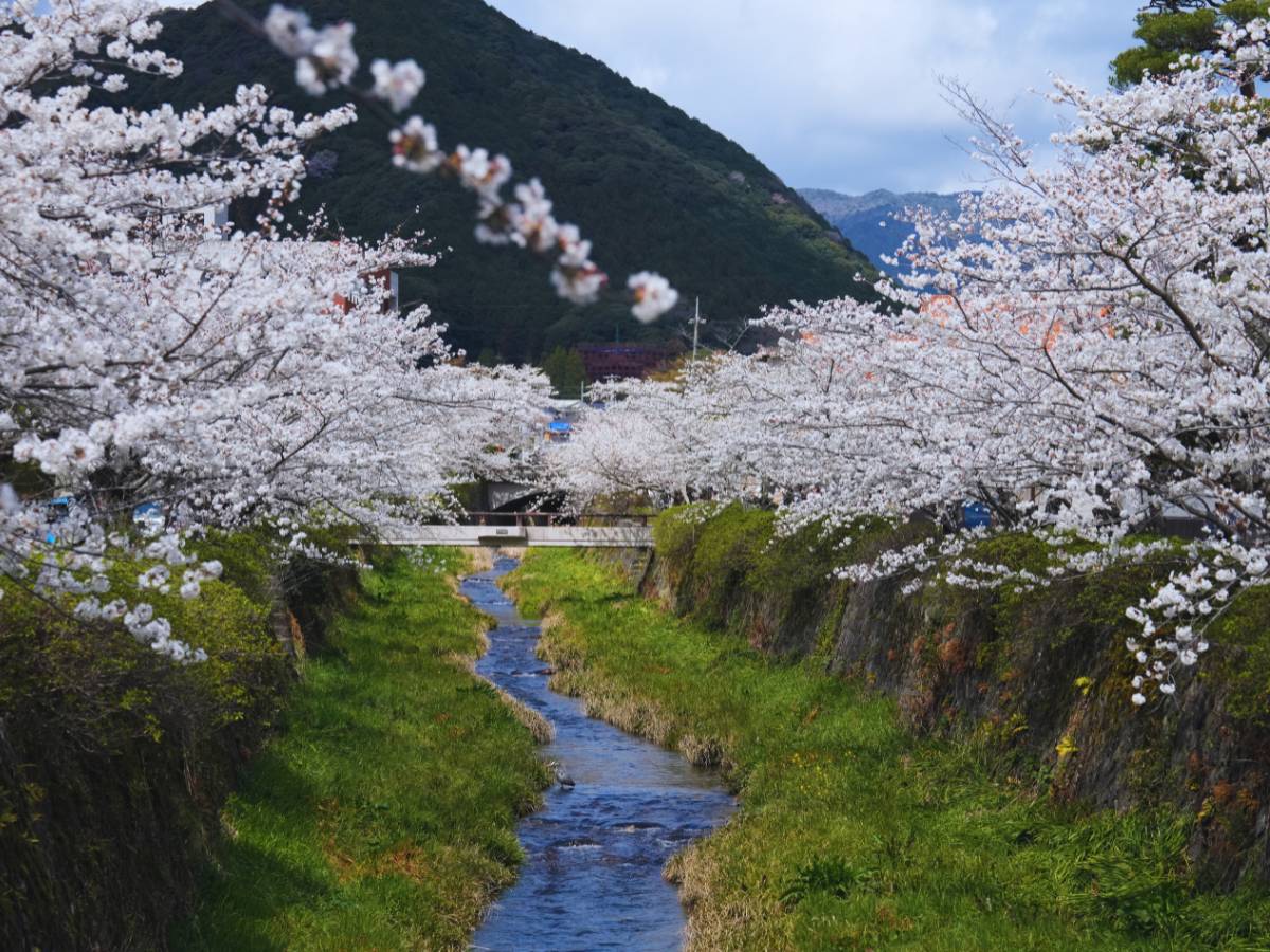 (Photo by Flip Japan) Yamaguchi Ichinosaka River (一の坂川)
