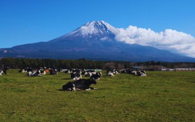 9 Tokyo Day Trips You’ll Want to Add to Your Itinerary