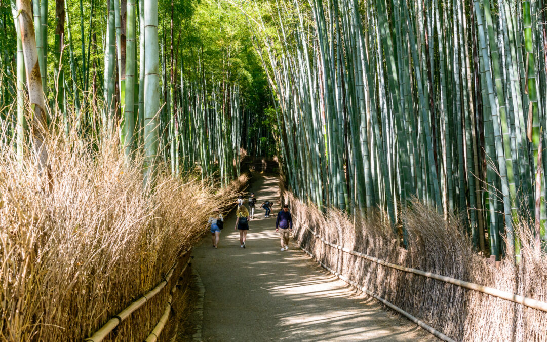 My Perfect 1-Day Arashiyama Itinerary (as a Kyoto Local!)
