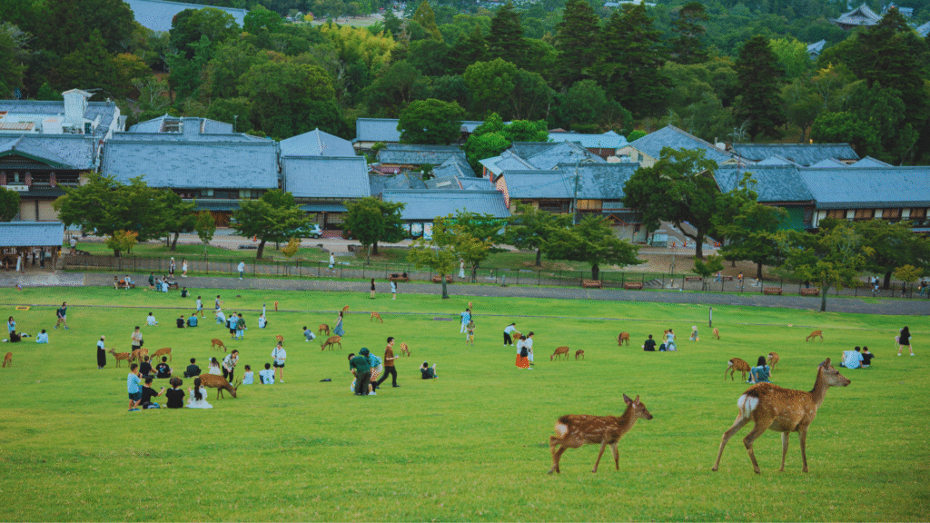 Deer in Nara Park overlooking nara