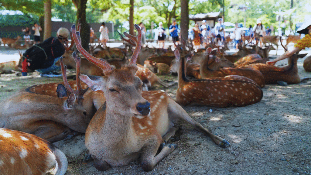 Flip Japan photo of a posing deer in Nara Park for a Nara area guide