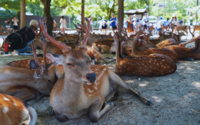 Ultimate Nara Area Guide and 1-Day Itinerary: Deer, Onsen, and Temples
