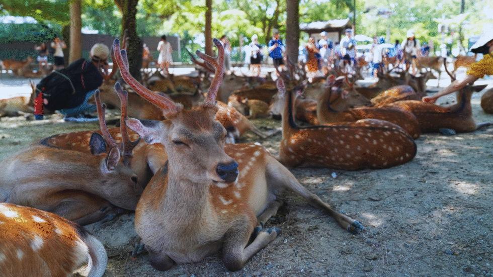 Flip Japan photo of a posing deer in Nara Park for a Nara area guide