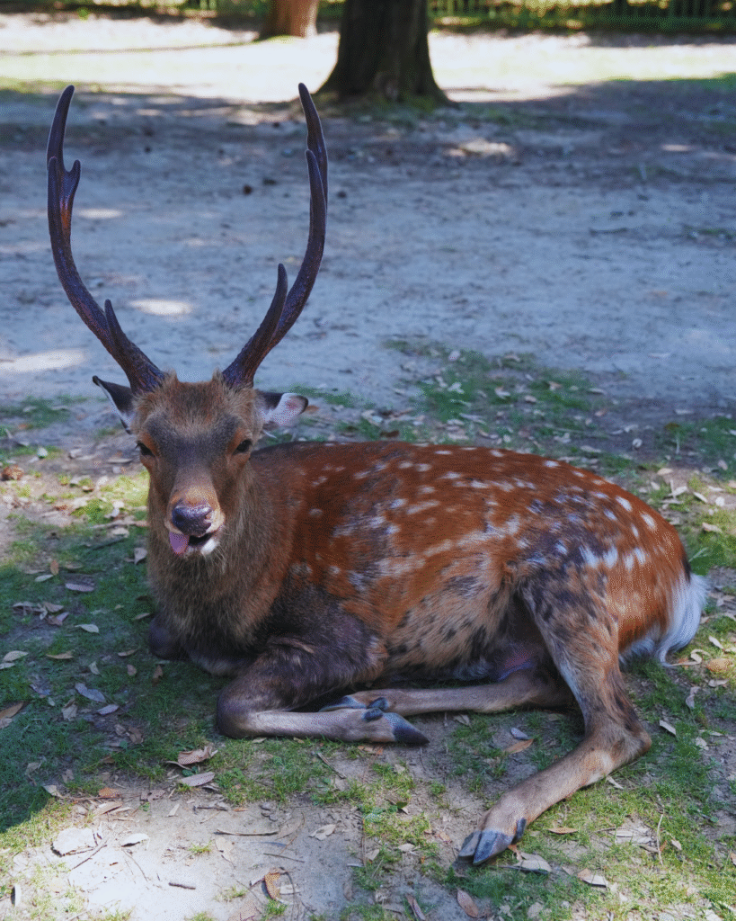 Flip Japan photo of a deer with its tongue out in Nara Park