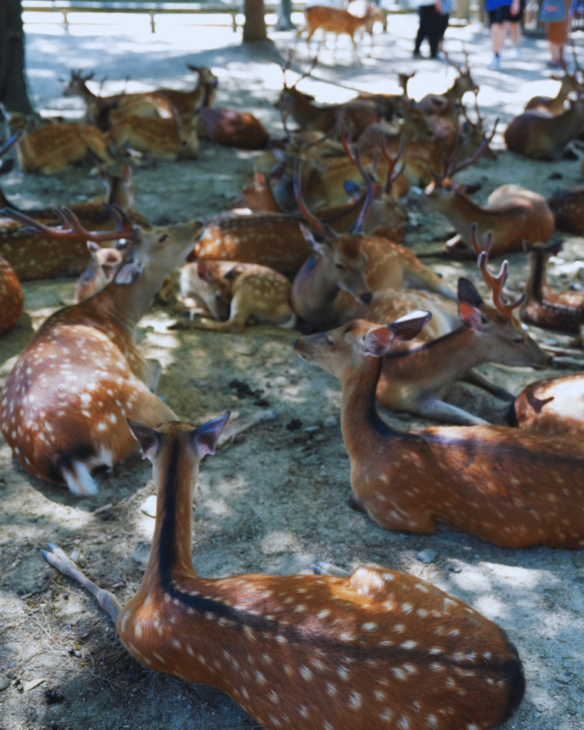 Flip Japan photo of the deer lying down in Nara park