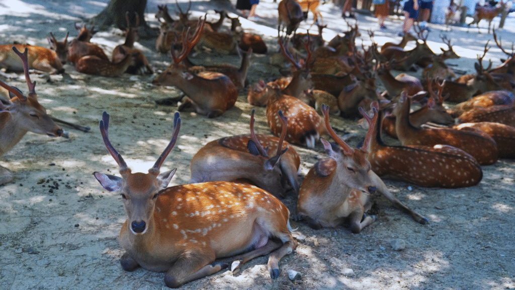 Flip Japan photo of Nara deer in Nara park