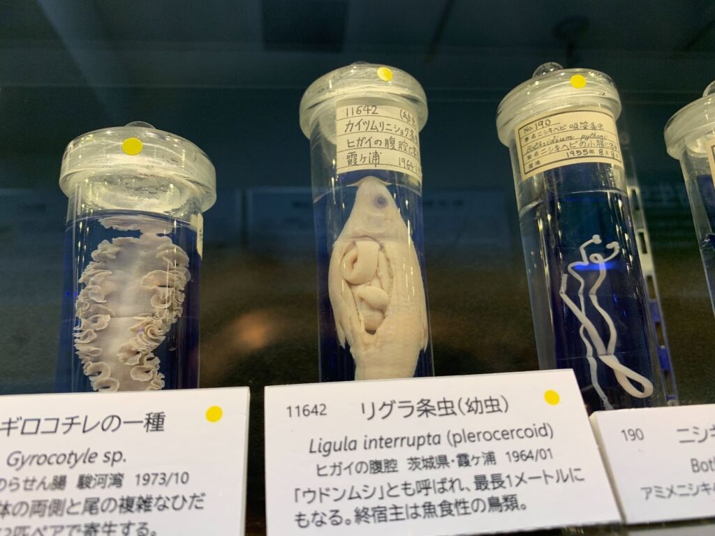 Unique museum in Japan: Meguro Parasitological Museum (Tokyo)