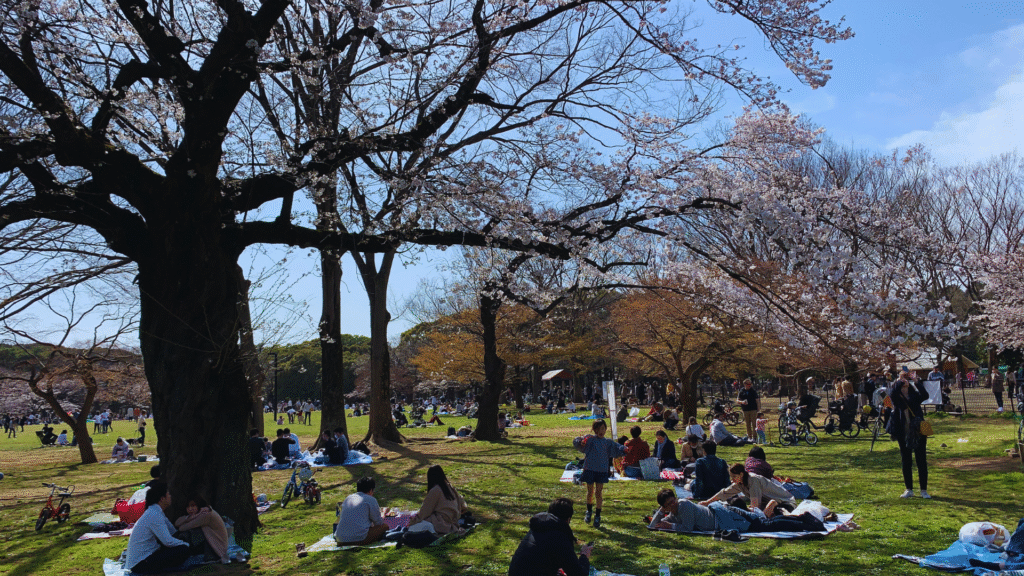 Flip Japan photo of people sitting on blankets under the cherry blossom trees in Yoyogi Park, a Tokyo bucket list spot