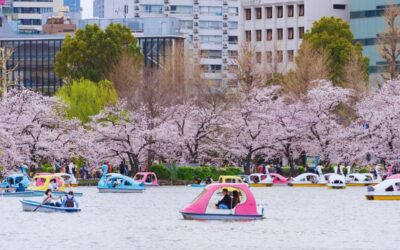 Top Tokyo Sakura Festivals for a Memorable Spring Itinerary