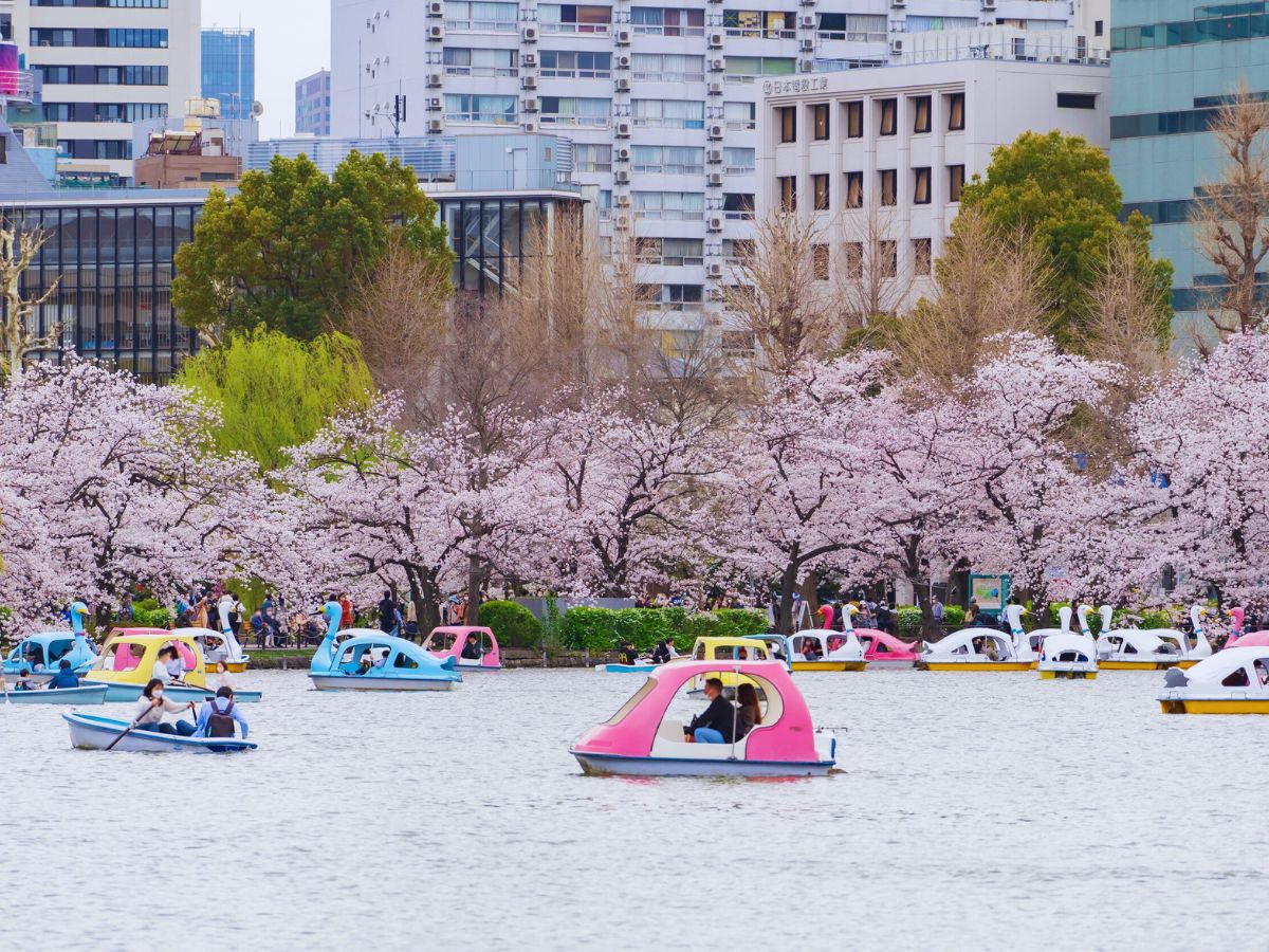 Top Tokyo Sakura Festivals (Ueno Park)