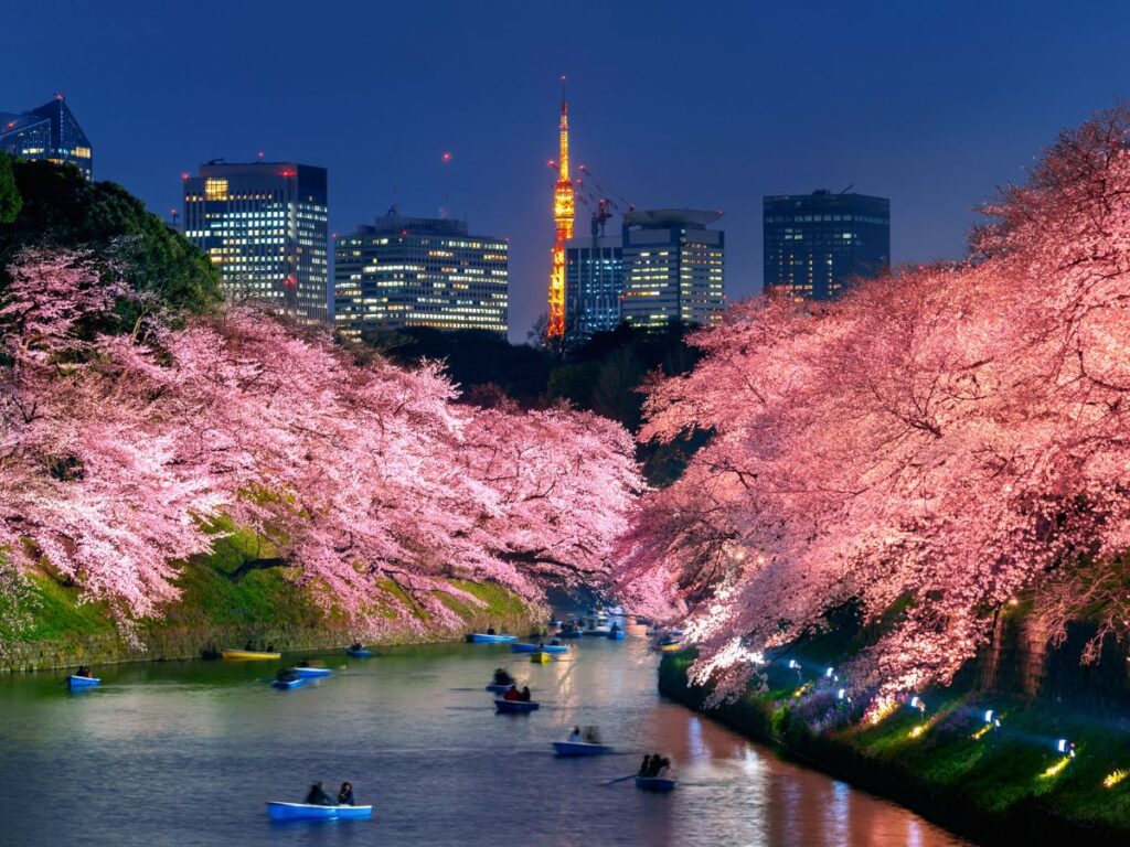 Top Tokyo Sakura Festivals (Chidorigafuchi Chiyoda)
