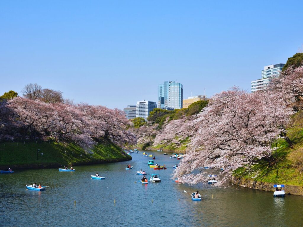 Top Tokyo Sakura Festivals (Chidorigafuchi Chiyoda)