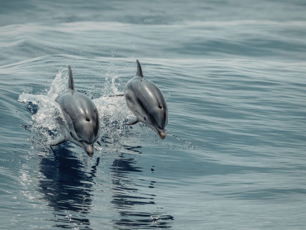 Kumamoto Guide & Best Things to Do in Kumamoto