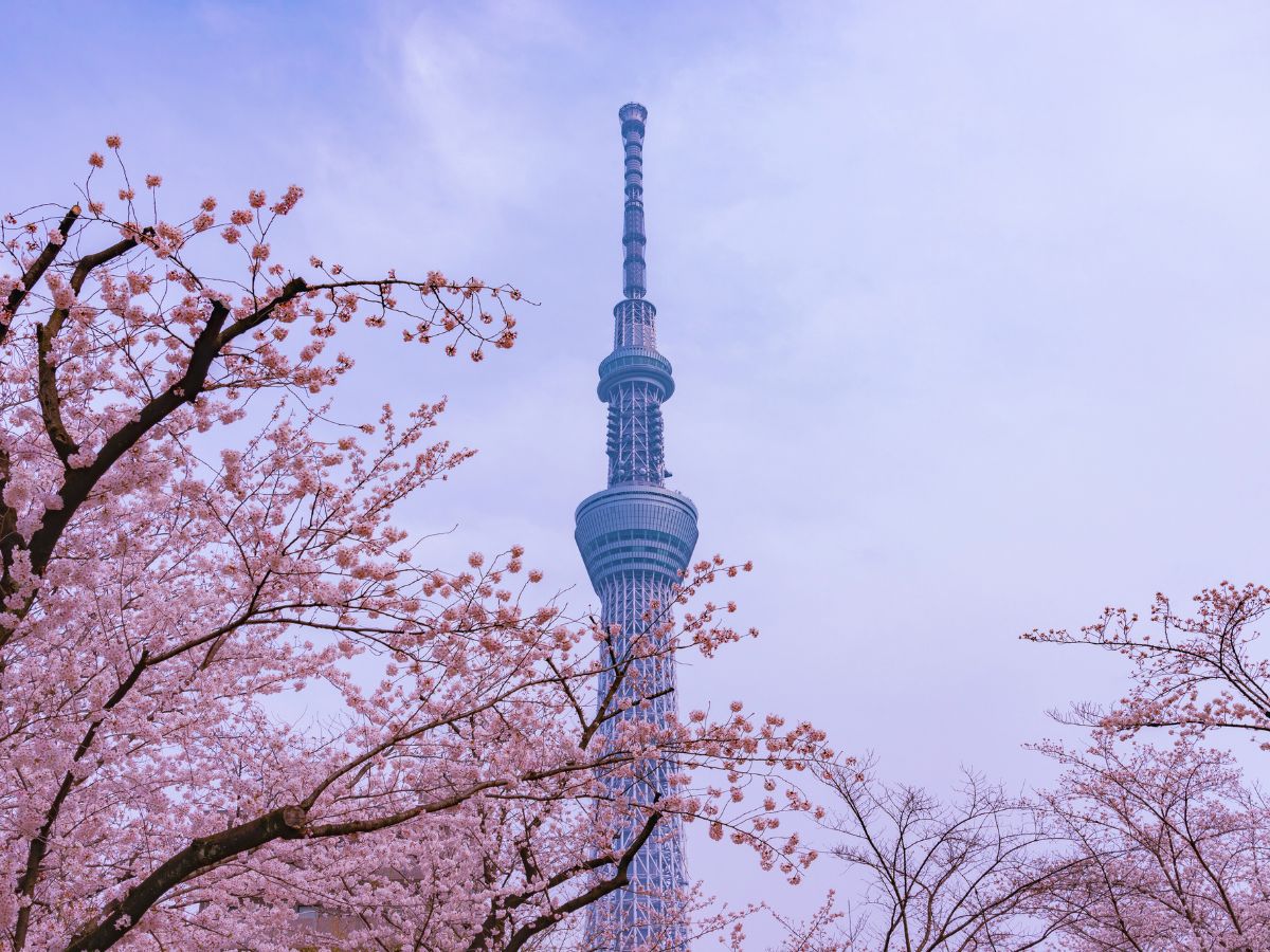 Top Tokyo Sakura Festivals (Sumida)