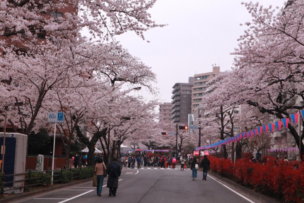 Bunkyo Sakura Matsuri (Harimazaka)