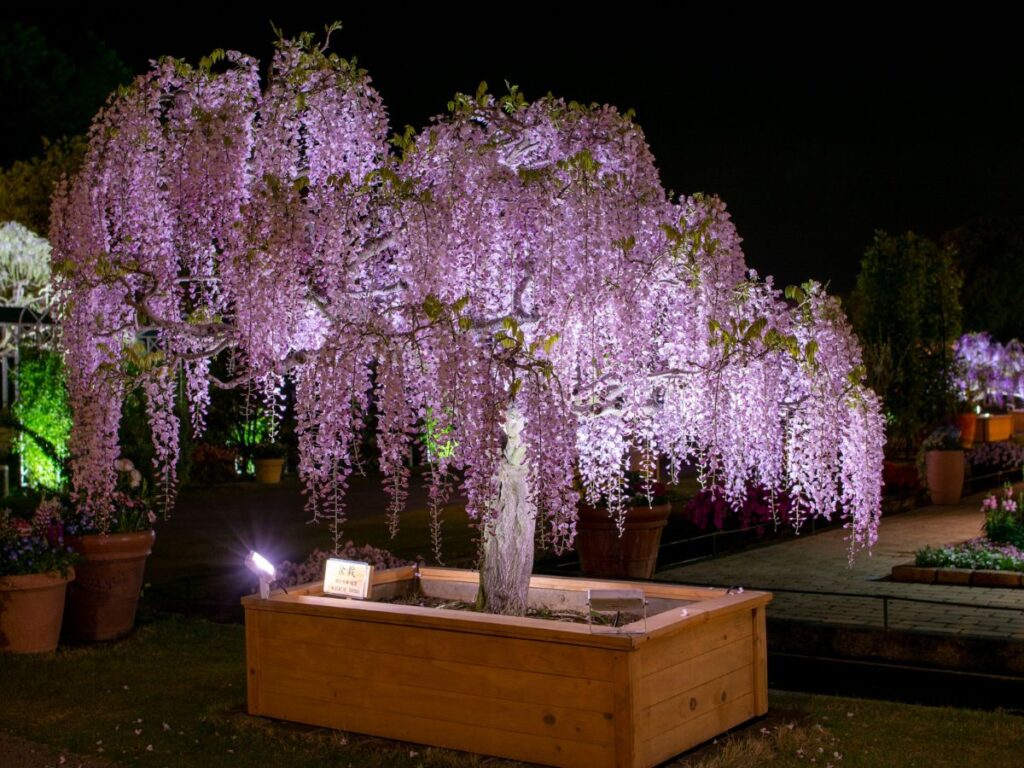 The best Japanese flowers to see in May: Wisteria in Japan