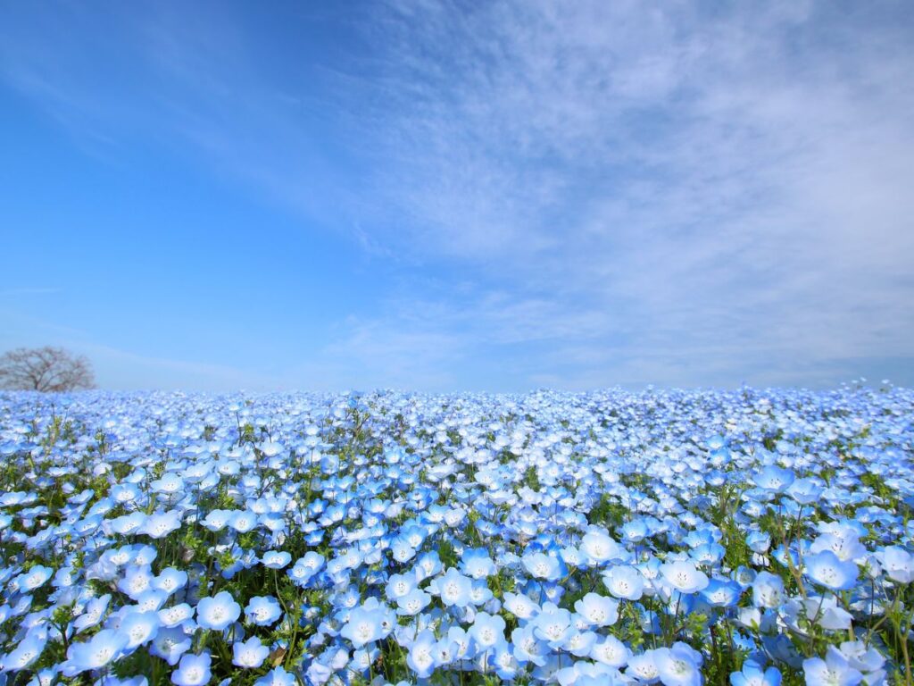 The best flowers to see in May: nemophila in Hitachi Seaside Park