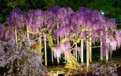 Stunning Japanese Flowers to See in May