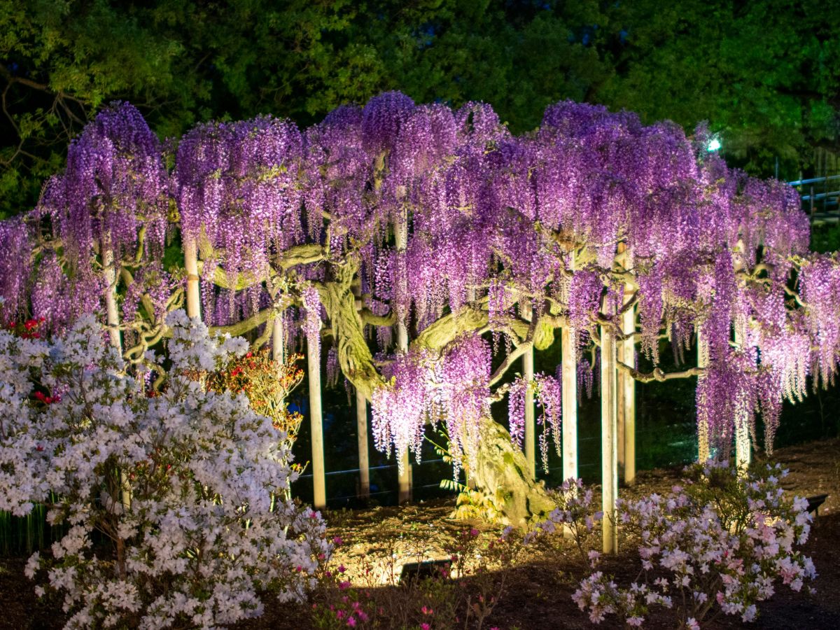 The best Japanese flowers to see in May: Wisteria in Japan